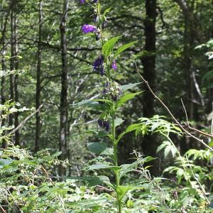 Photographie n°2096386 du taxon Campanula latifolia L.