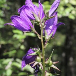 Photographie n°2096388 du taxon Campanula latifolia L.