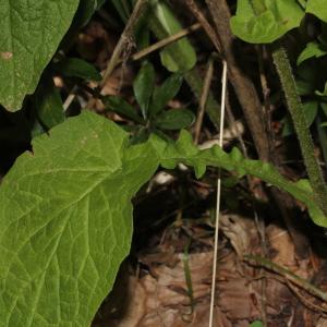 Photographie n°2096396 du taxon Doronicum austriacum Jacq. [1774]