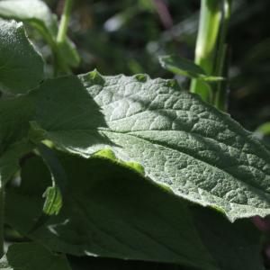 Photographie n°2096397 du taxon Doronicum austriacum Jacq. [1774]