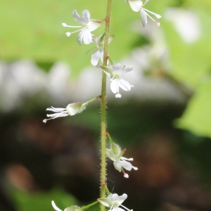 Photographie n°2096400 du taxon Circaea x intermedia Ehrh.