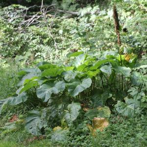 Photographie n°2096405 du taxon Rumex alpinus L.