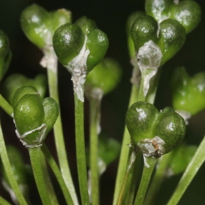 Photographie n°2096409 du taxon Allium victorialis L.