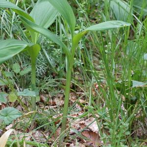 Photographie n°2096412 du taxon Allium victorialis L.