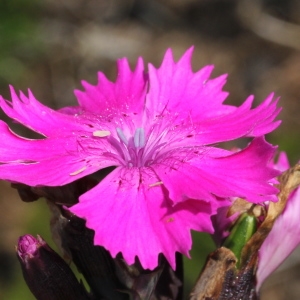 Photographie n°2096418 du taxon Dianthus sylvaticus Hoppe ex Willd.