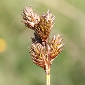 Photographie n°2096423 du taxon Carex ovalis Gooden.