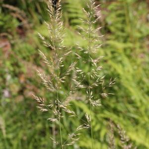 Photographie n°2096429 du taxon Calamagrostis arundinacea (L.) Roth