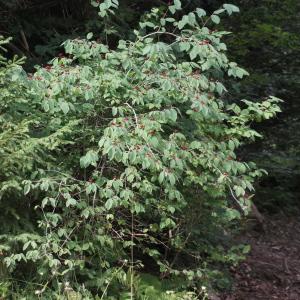 Photographie n°2096435 du taxon Lonicera xylosteum L.