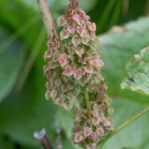  - Rumex alpinus L. [1759]