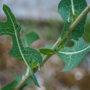 Photographie n°2096487 du taxon Lactuca serriola L. [1756]