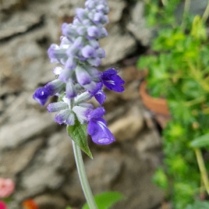 Photographie n°2096504 du taxon Salvia farinacea Benth.