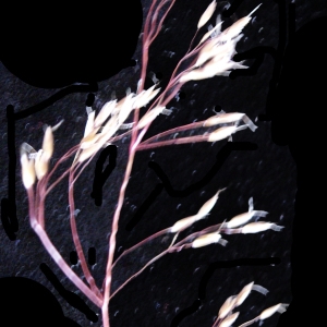 Photographie n°2096522 du taxon Deschampsia flexuosa (L.) Trin. [1836]