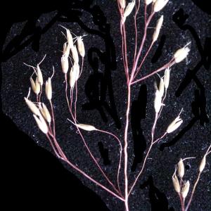 Photographie n°2096526 du taxon Deschampsia flexuosa (L.) Trin. [1836]