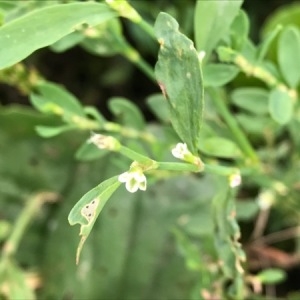 Photographie n°2096552 du taxon Polygonum aviculare L. [1753]