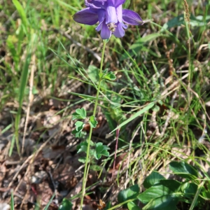 Photographie n°2096601 du taxon Aquilegia vulgaris L. [1753]