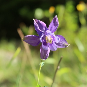 Photographie n°2096603 du taxon Aquilegia vulgaris L. [1753]