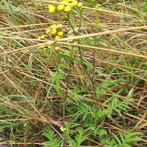 Photographie n°2096609 du taxon Tanacetum vulgare L. [1753]