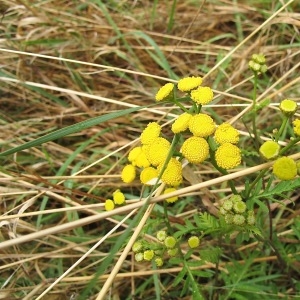 Photographie n°2096610 du taxon Tanacetum vulgare L. [1753]