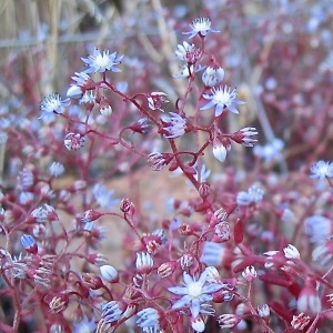 Sedum caeruleum [nn] par Madeleine Sarran le 09/06/2006 - Piana