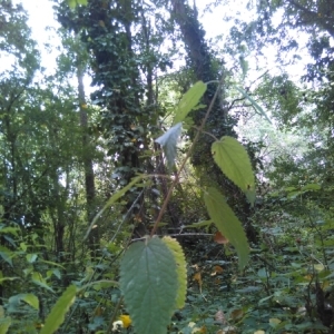 Photographie n°2096638 du taxon Urtica dioica L. [1753]