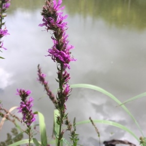 Photographie n°2096688 du taxon Lythrum salicaria L.