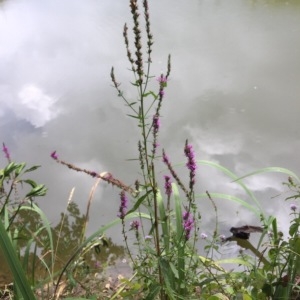 Photographie n°2096689 du taxon Lythrum salicaria L.