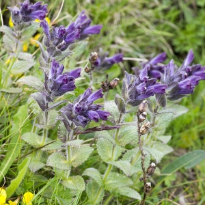 Photographie n°2096715 du taxon Bartsia alpina L.