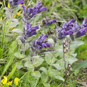 Photographie n°2096716 du taxon Bartsia alpina L.