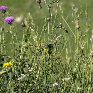 Photographie n°2096739 du taxon Carduus defloratus L.