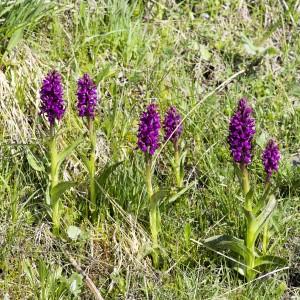 Photographie n°2096744 du taxon Dactylorhiza majalis subsp. alpestris (Pugsley) Senghas [1968]