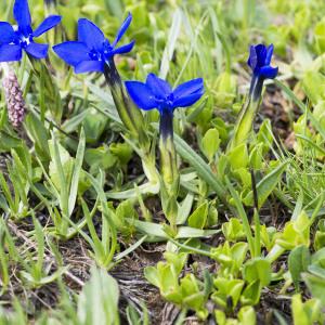 Photographie n°2096761 du taxon Gentiana verna L.