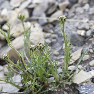 Photographie n°2096782 du taxon Leucanthemum coronopifolium subsp. coronopifolium 