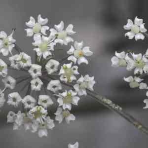 Photographie n°2096902 du taxon Thysselinum palustre (L.) Hoffm. [1814]