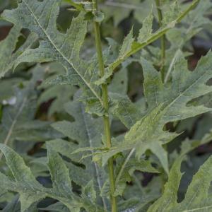  - Cirsium alsophilum (Pollini) Soldano [1994]