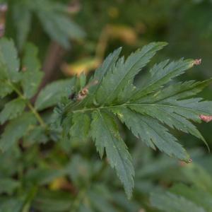  - Achillea macrophylla L. [1753]