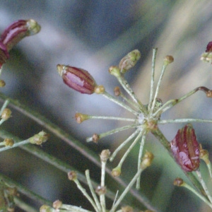 Photographie n°2096963 du taxon Laserpitium latifolium L. [1753]