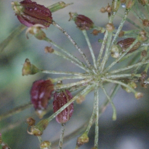 Photographie n°2096964 du taxon Laserpitium latifolium L. [1753]
