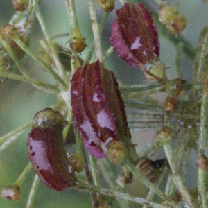 Photographie n°2096968 du taxon Laserpitium latifolium L. [1753]