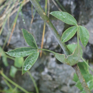 Photographie n°2096969 du taxon Laserpitium latifolium L. [1753]