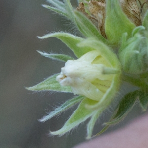 Photographie n°2096988 du taxon Potentilla valderia L. [1759]