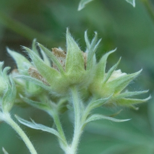 Potentilla valderia L. (Potentille de Valdieri)