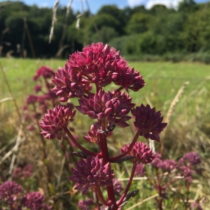 Photographie n°2097042 du taxon Centranthus ruber (L.) DC. [1805]