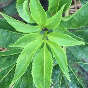 Photographie n°2097084 du taxon Sambucus racemosa L. [1753]