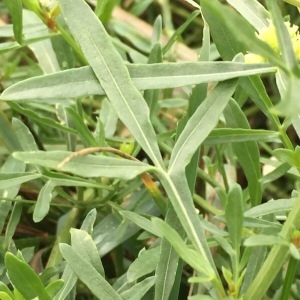 Photographie n°2097092 du taxon Reseda lutea L. [1753]