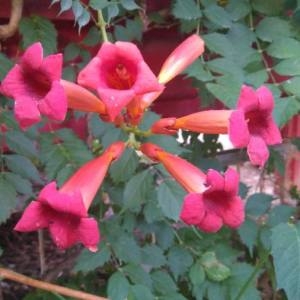 Photographie n°2097106 du taxon Campsis radicans (L.) Bureau [1864]