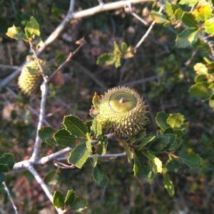 Photographie n°2097109 du taxon Quercus coccifera L. [1753]