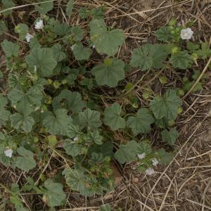 Photographie n°2097142 du taxon Malva neglecta Wallr.