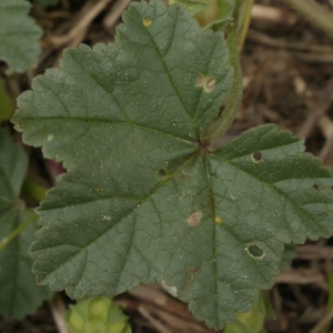 Photographie n°2097145 du taxon Malva neglecta Wallr.