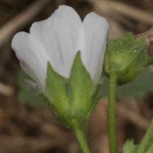 Malva neglecta Wallr. (Mauve commune)