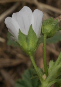 Marcel Etienne, le  7 août 2017 (Baulou (Clarac))